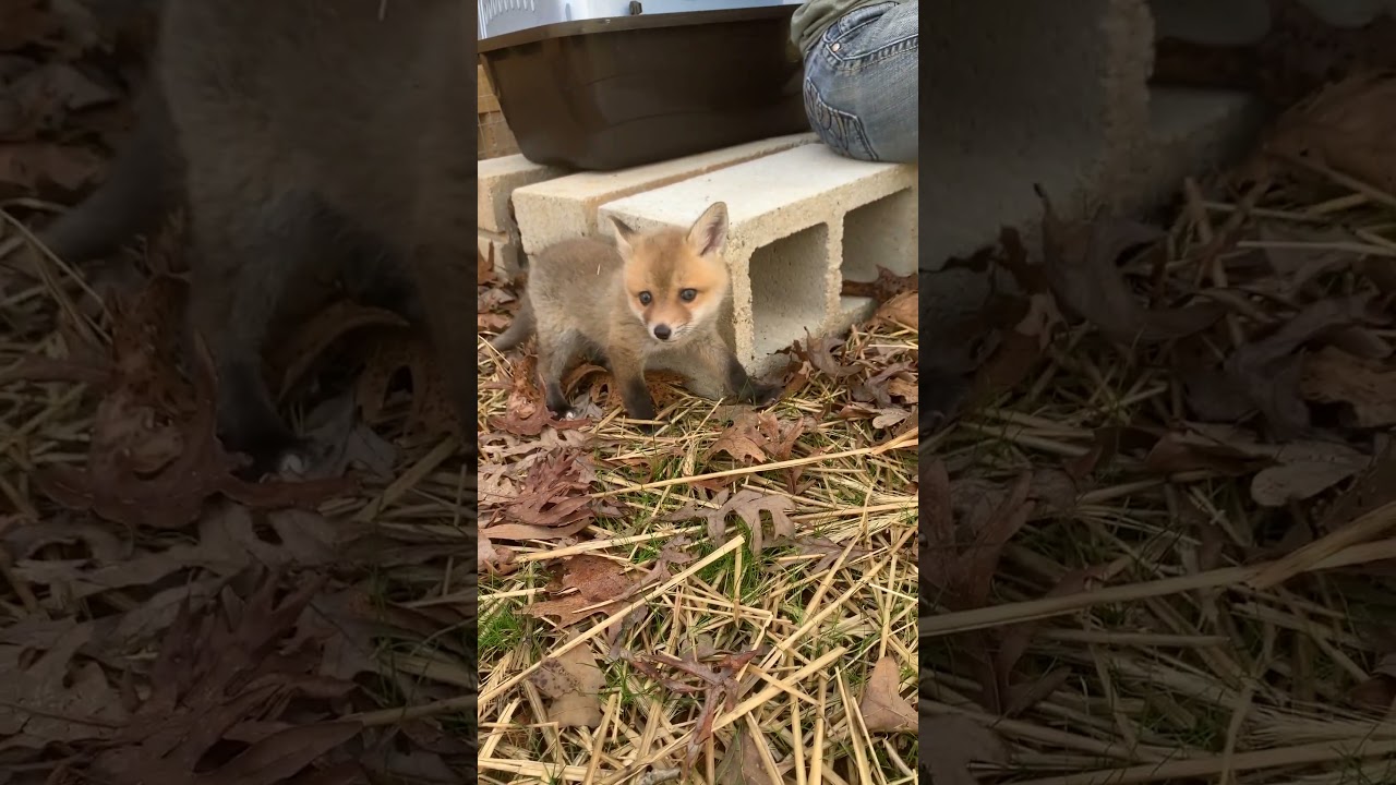 Baby Fox Makes His First Friend | The Dodo
