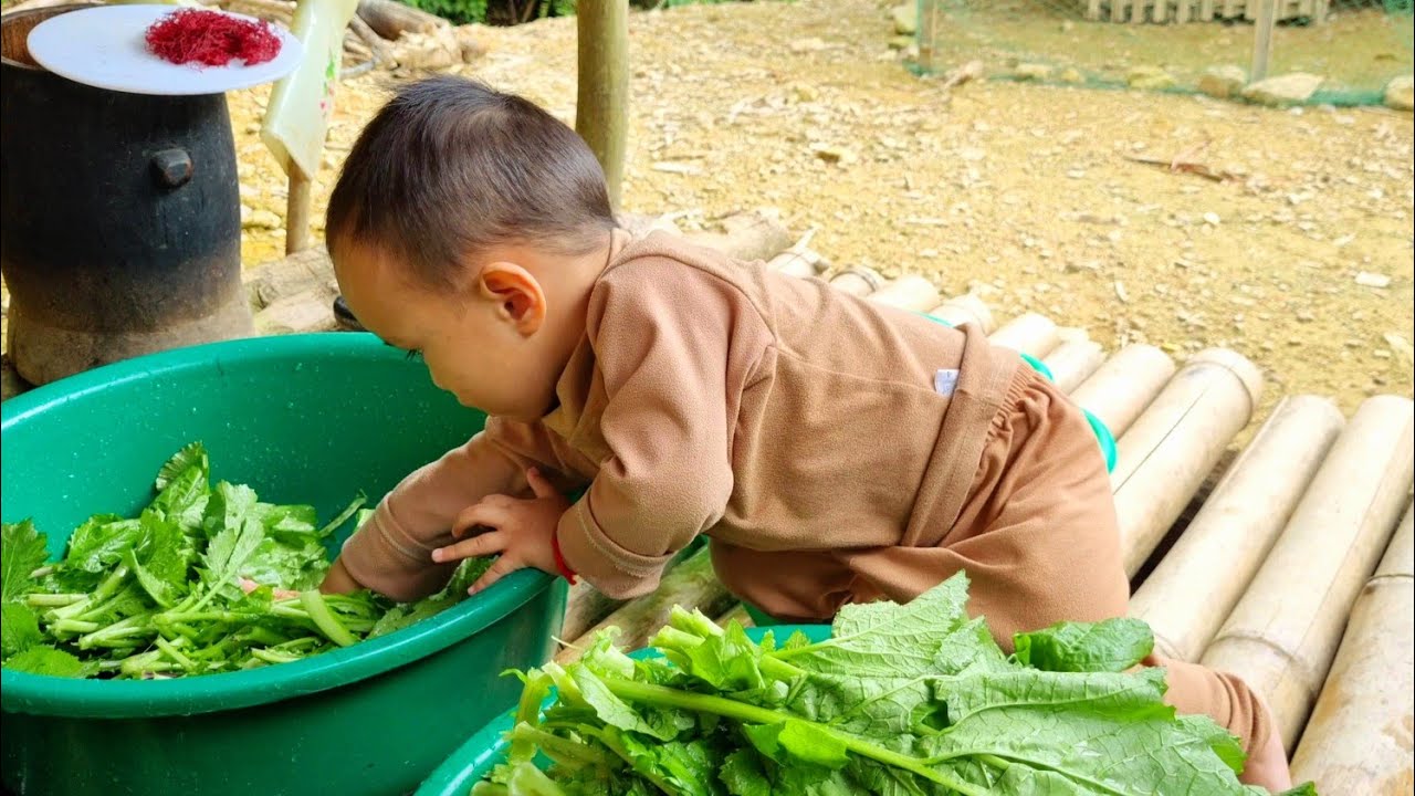Harvesting the kohlrabi garden go to the merket sell, Electric scissors to light up the kitchen